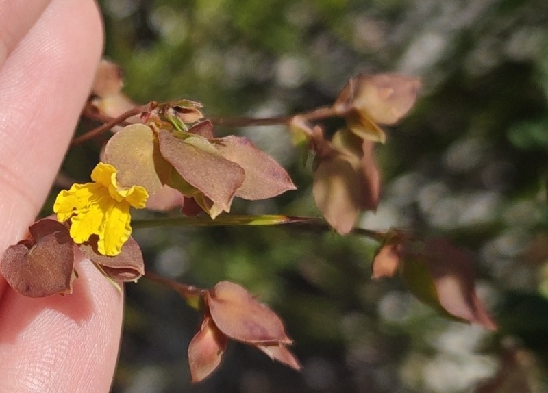 Goodenia caroliniana photo 4