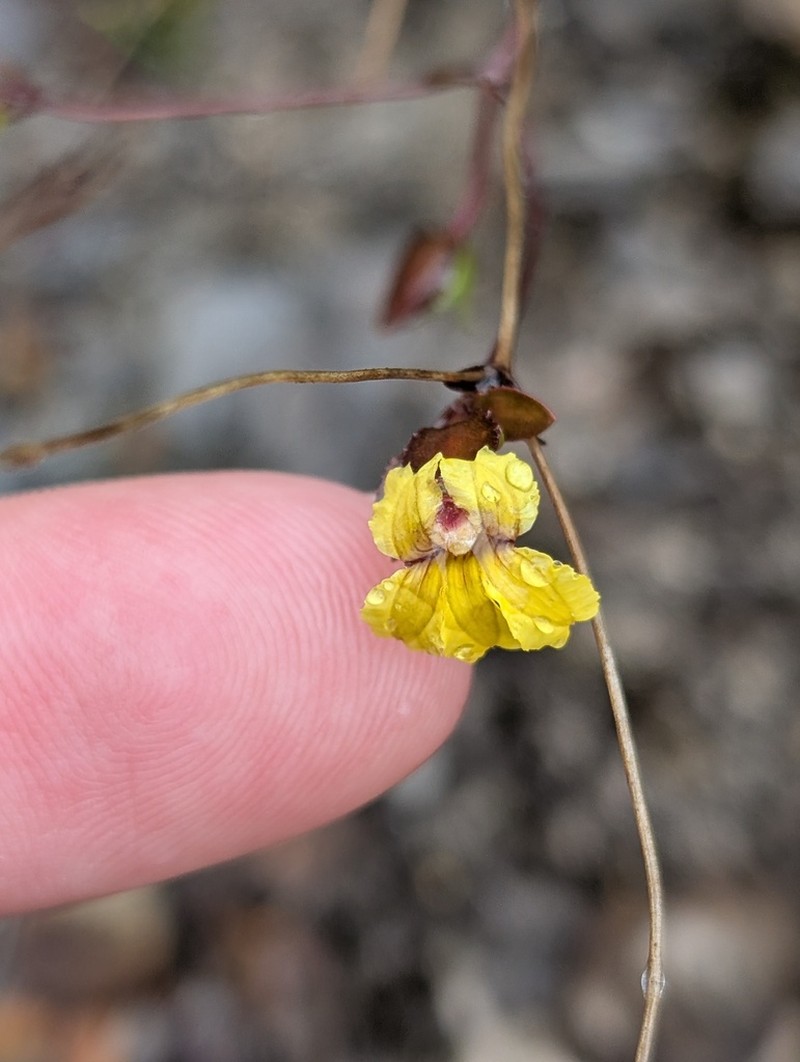 Goodenia caroliniana photo 6