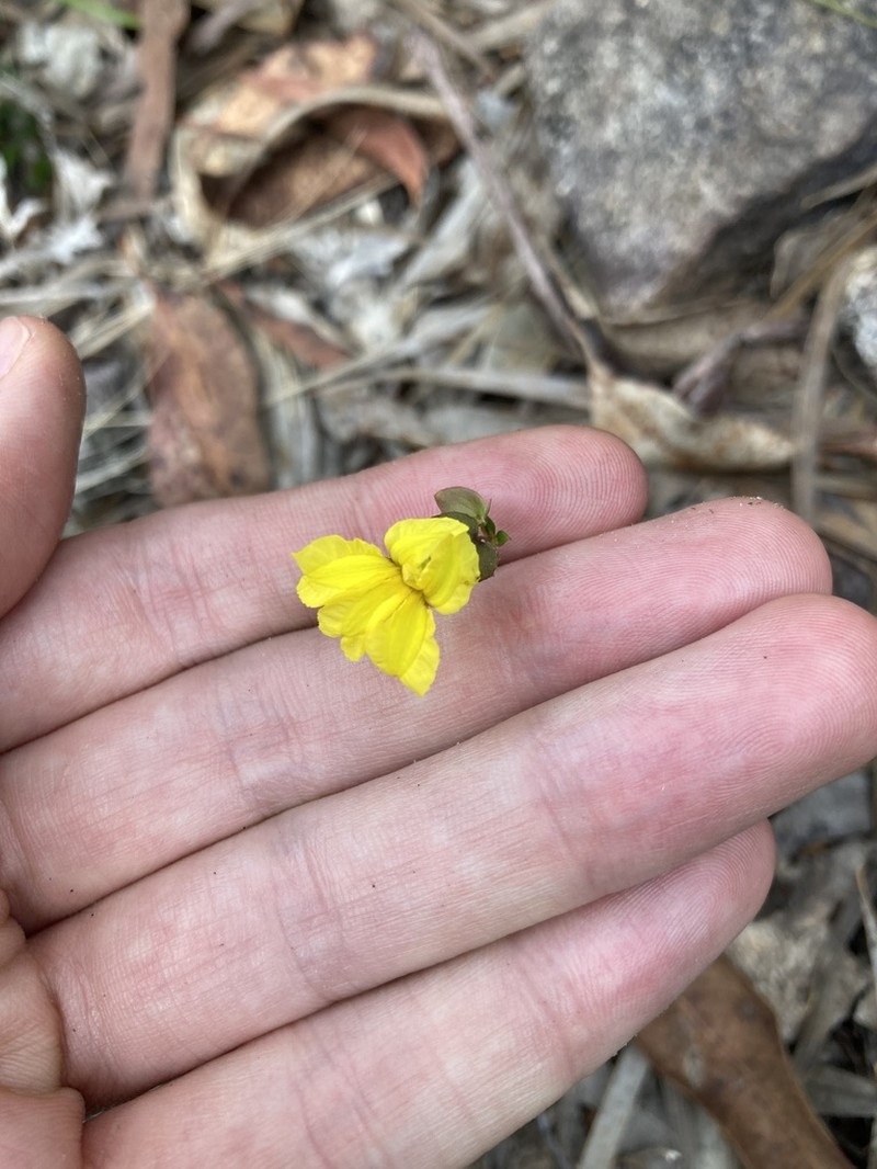 Goodenia caroliniana photo 7