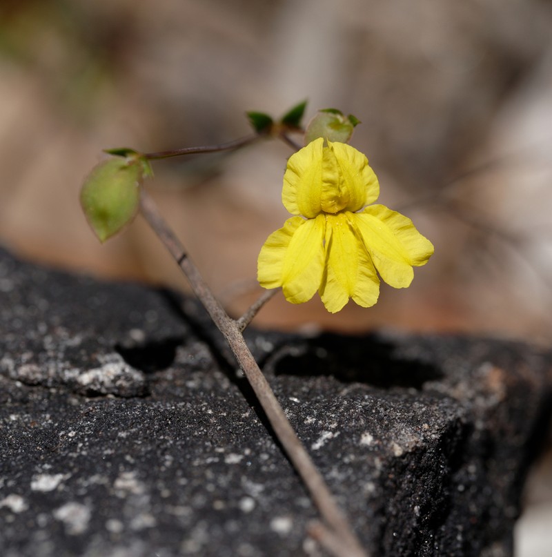 Goodenia caroliniana photo 8