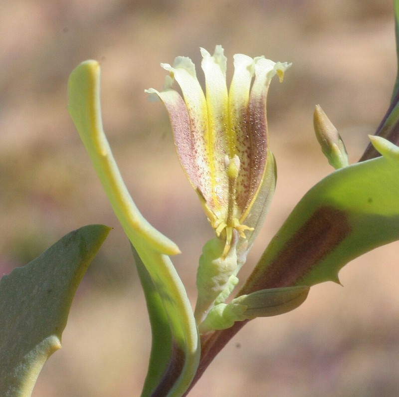 Goodenia collaris