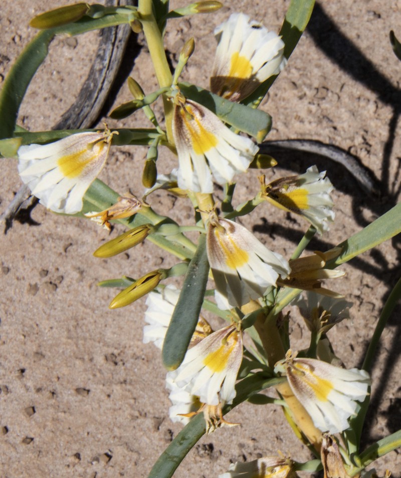 Goodenia collaris photo 2