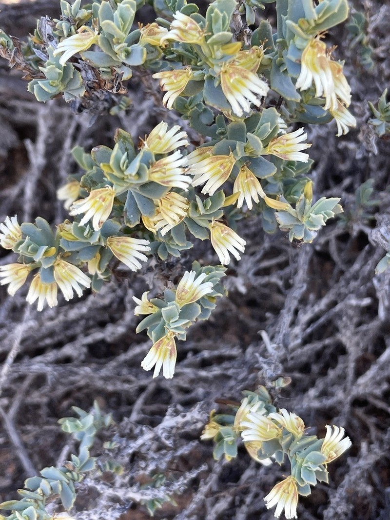 Goodenia collaris photo 3