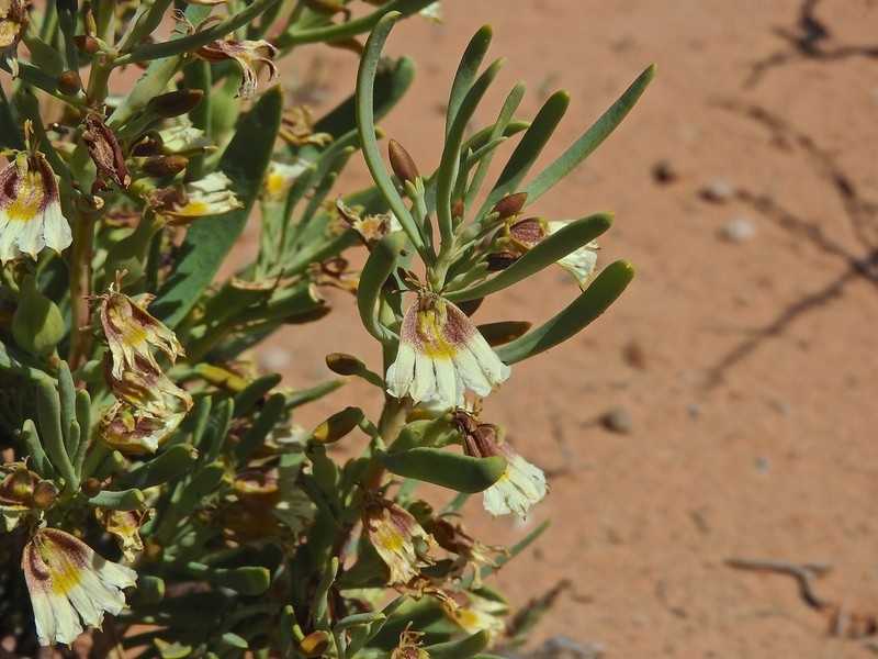 Goodenia collaris photo 4