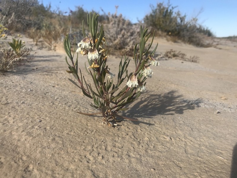 Goodenia collaris photo 5