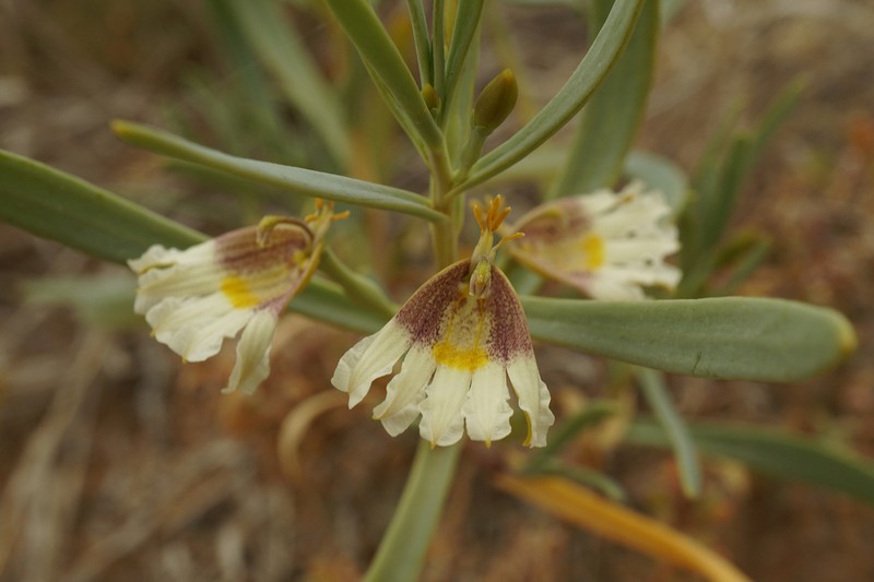 Goodenia collaris photo 6