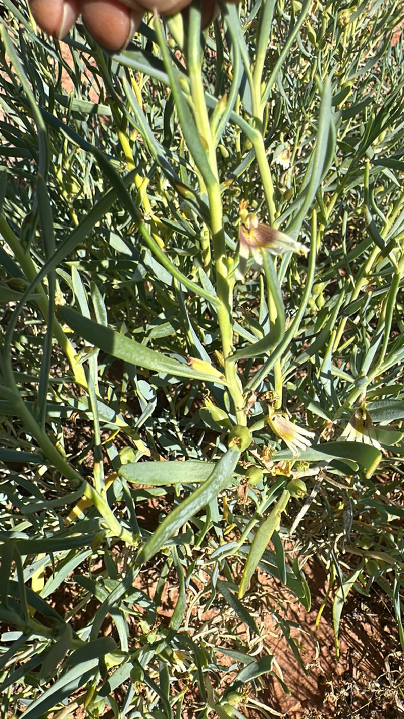 Goodenia collaris photo 7