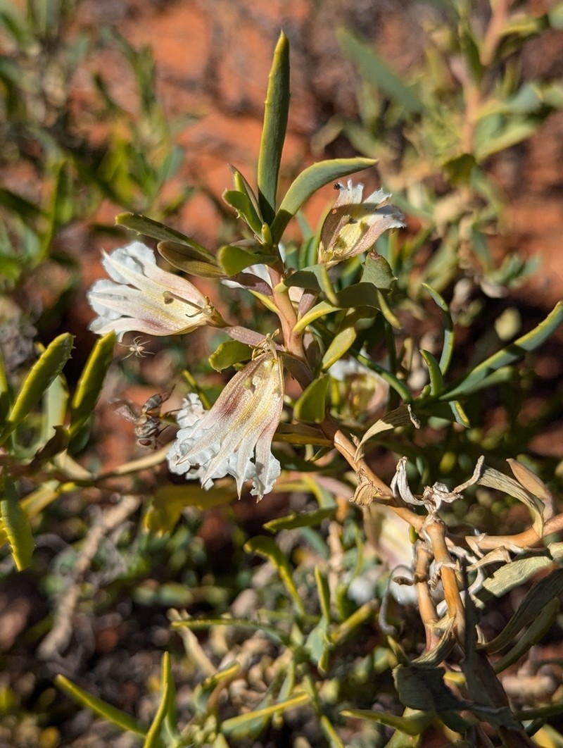 Goodenia collaris photo 8