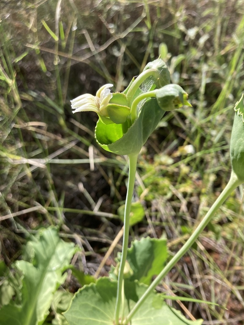 Goodenia connata