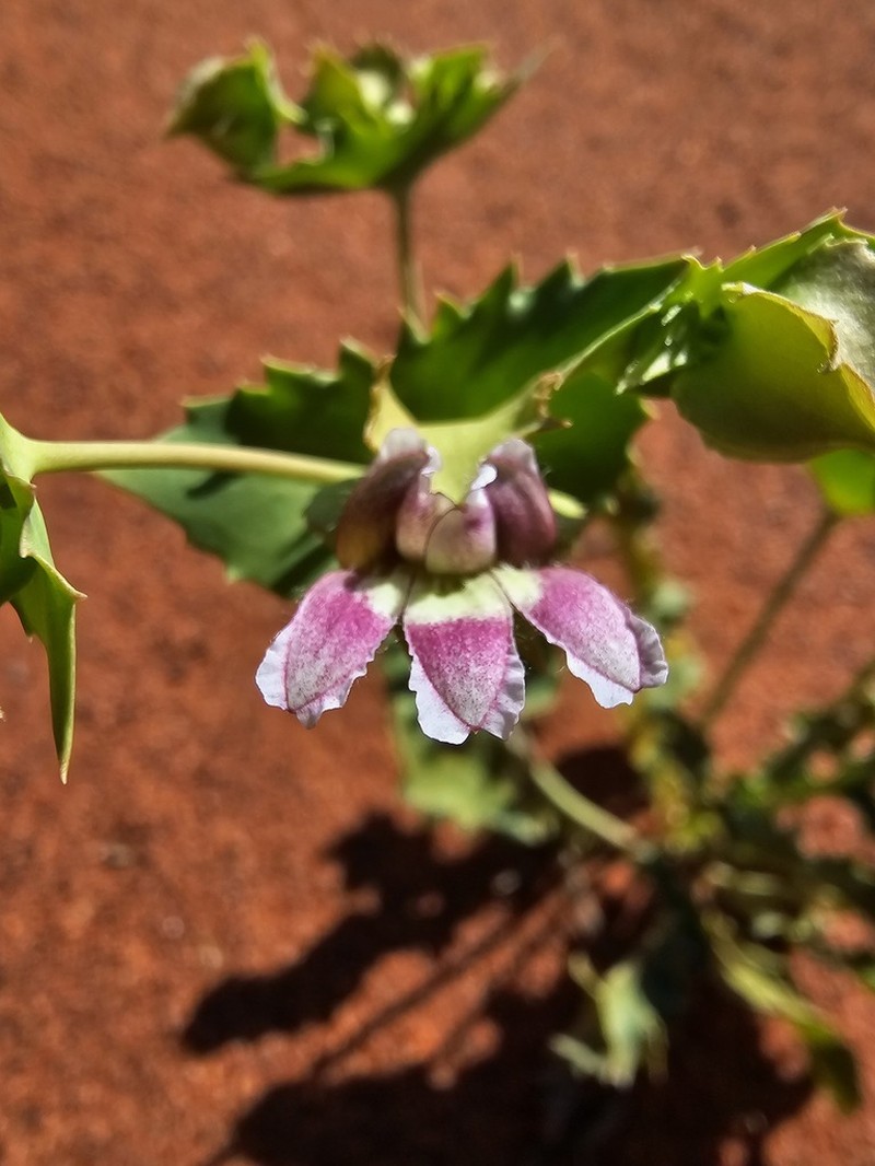 Goodenia connata photo 2