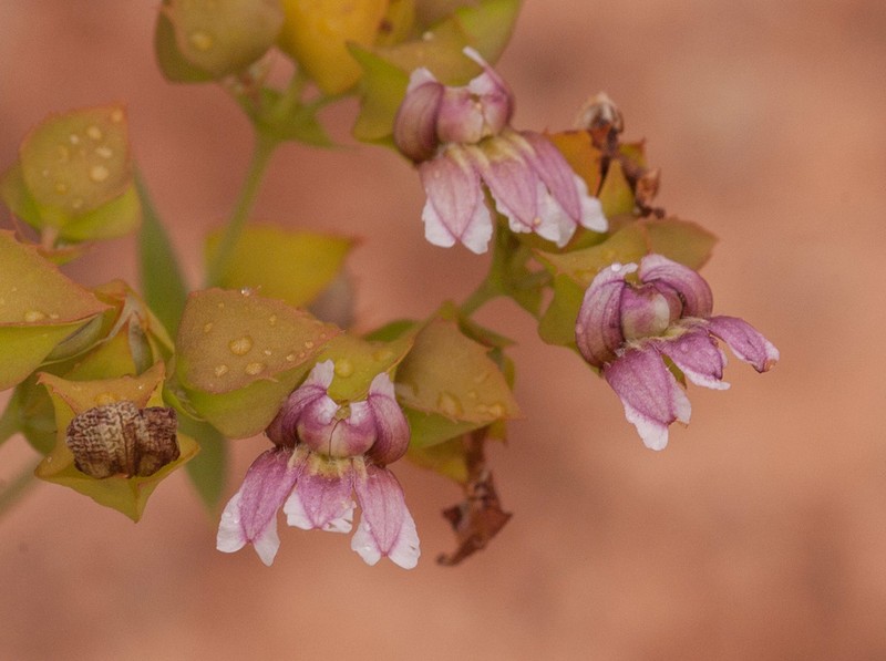 Goodenia connata photo 3