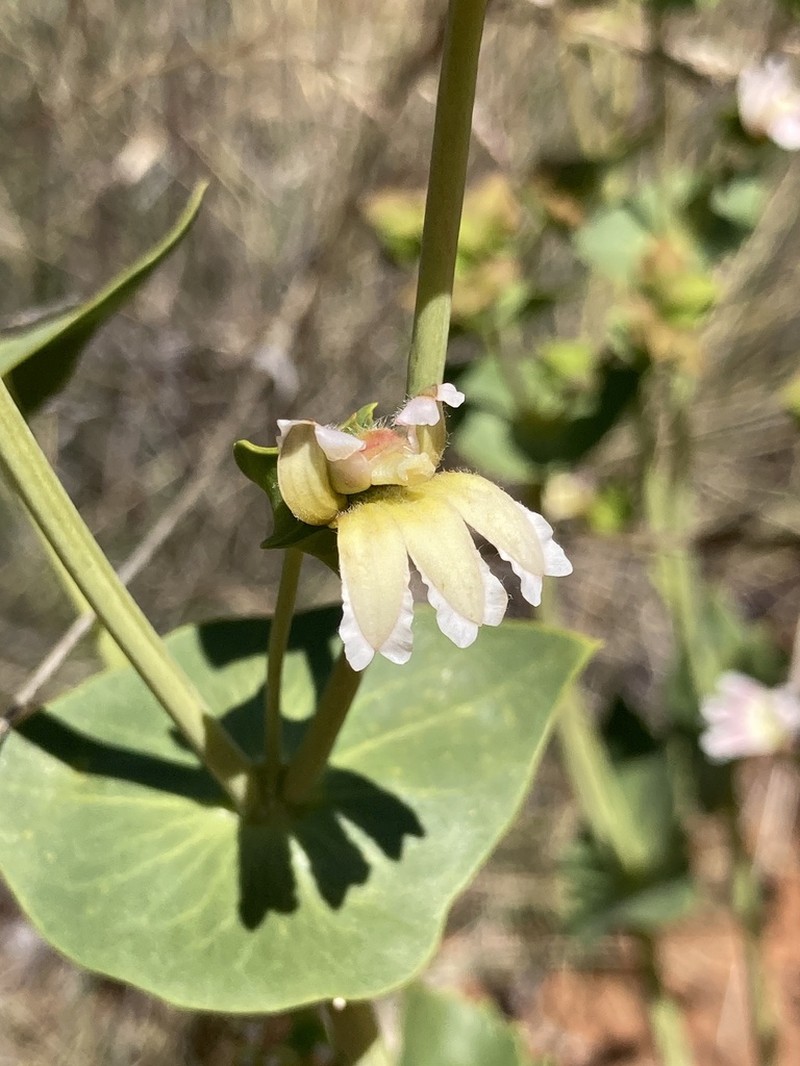 Goodenia connata photo 4