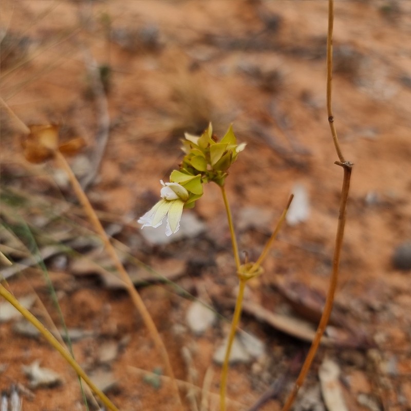 Goodenia connata photo 6