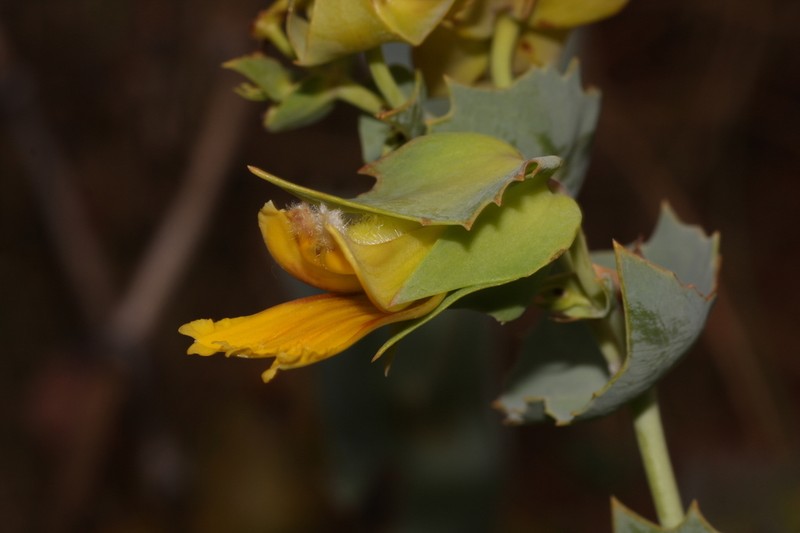 Goodenia crescentiloba