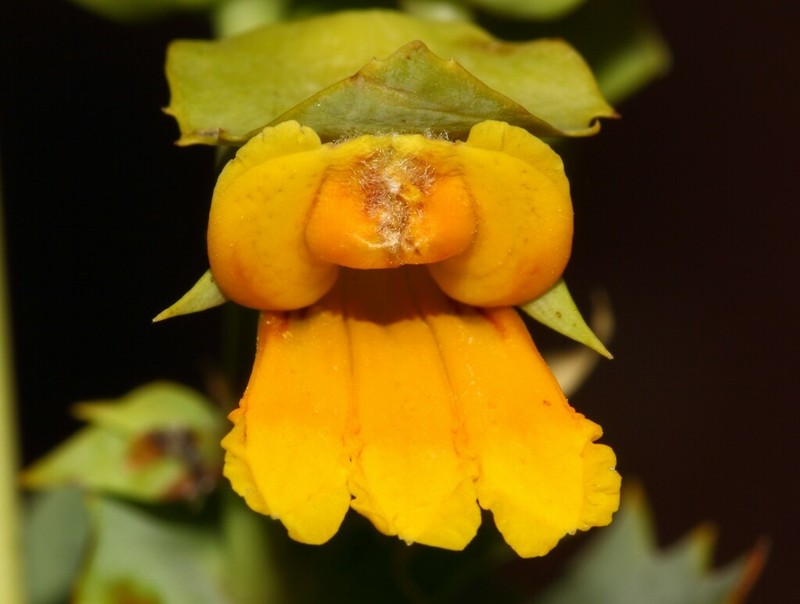 Goodenia crescentiloba photo 2