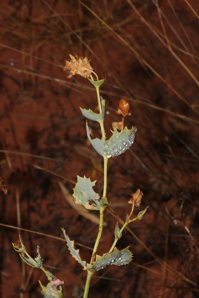 Goodenia crescentiloba photo 3
