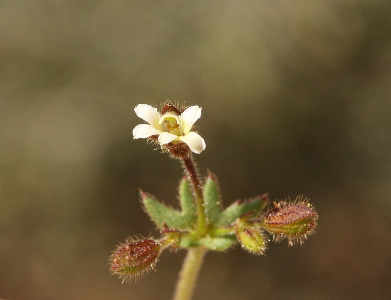 Goodenia cycnopotamica
