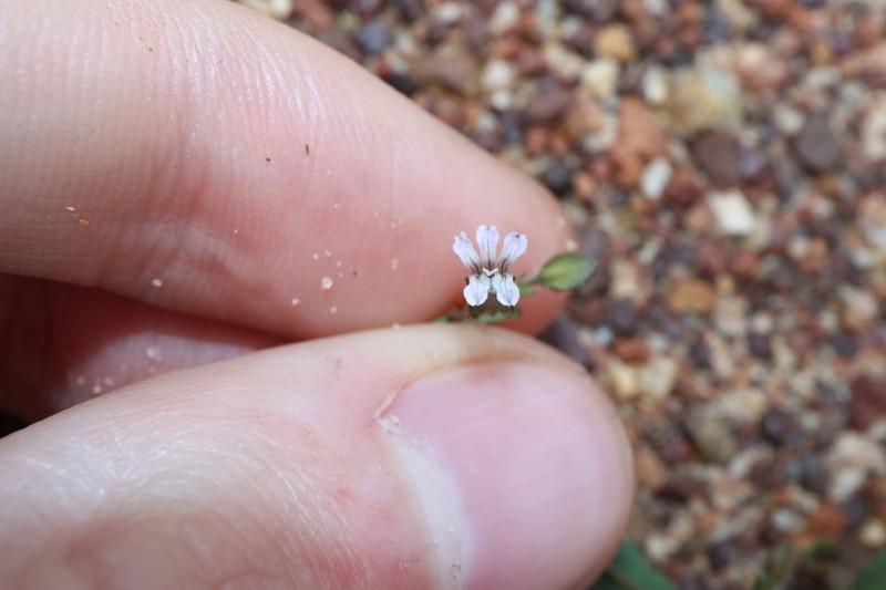 Goodenia cycnopotamica photo 2