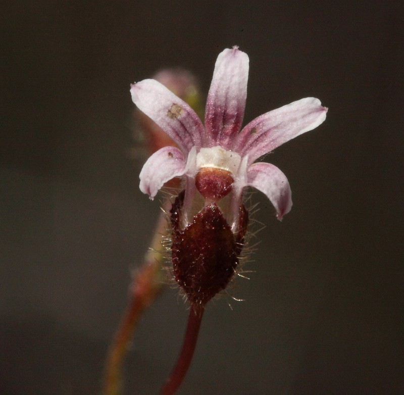 Goodenia cycnopotamica photo 3