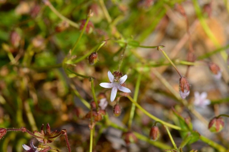 Goodenia cycnopotamica photo 6