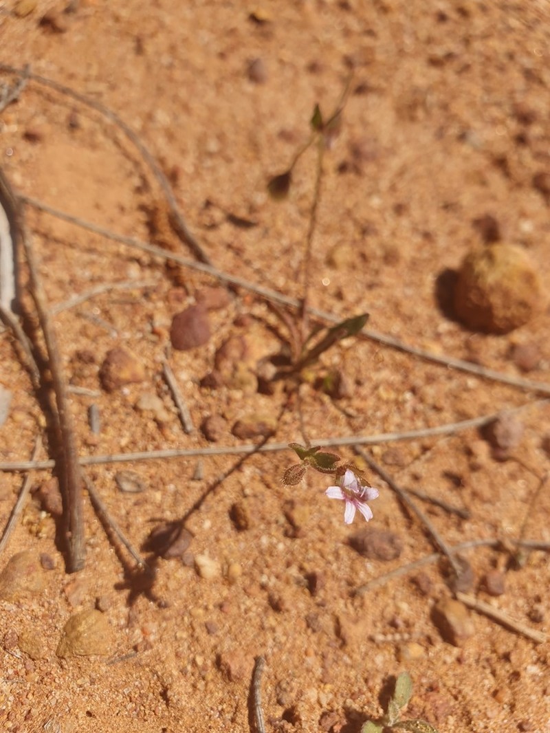 Goodenia cycnopotamica photo 8