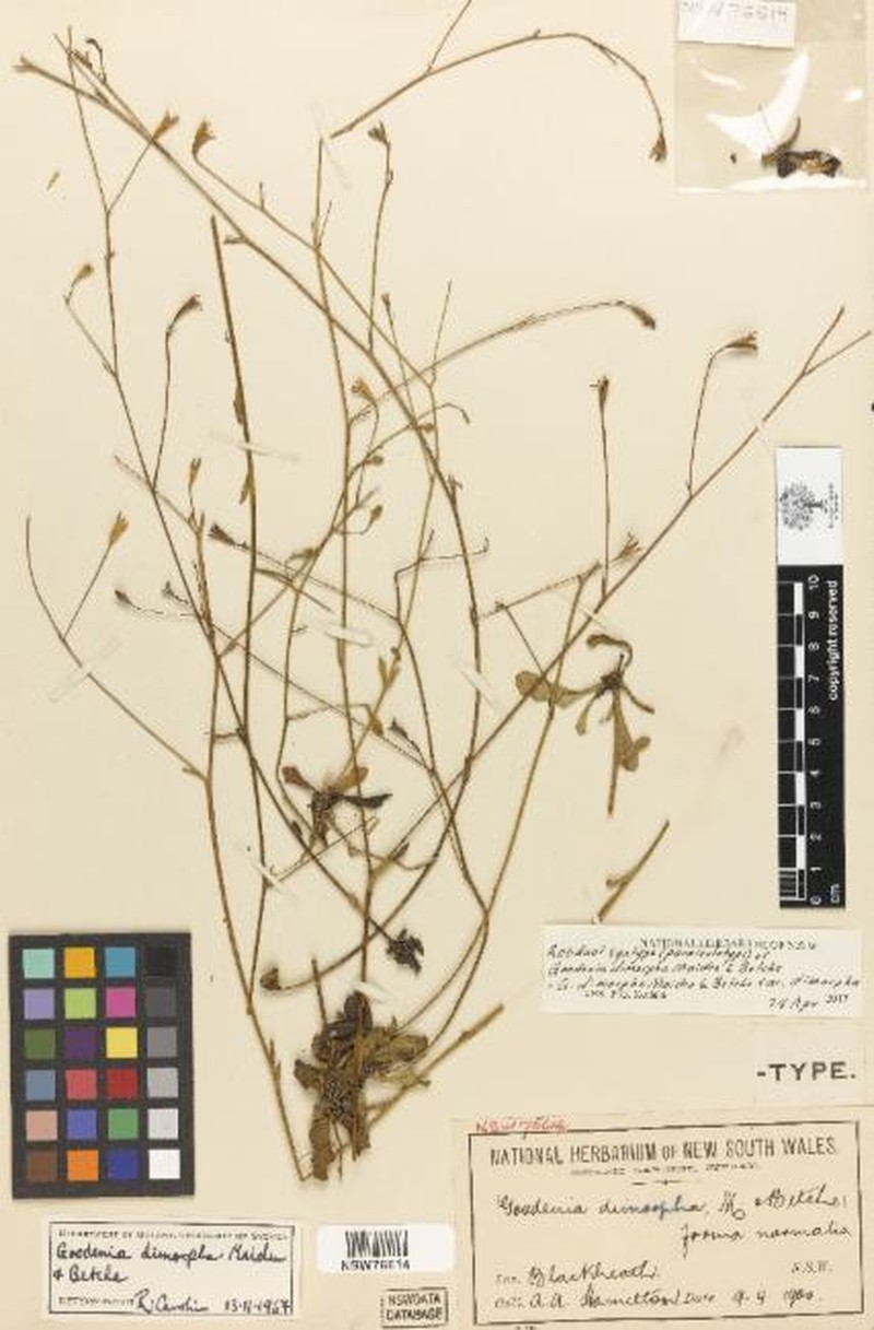 Goodenia dimorpha var. dimorpha