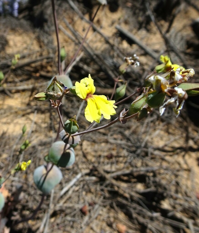 Goodenia discophora