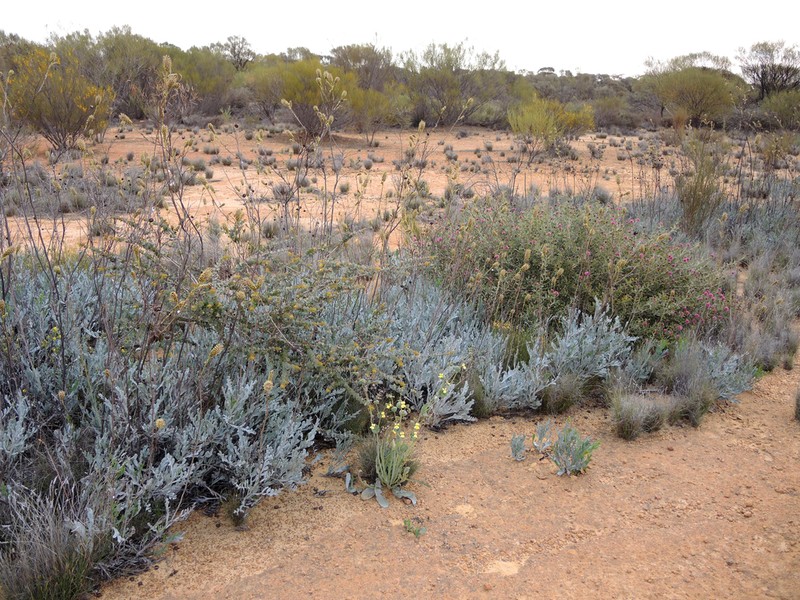 Goodenia discophora photo 2