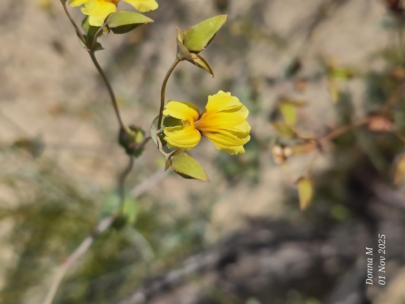 Goodenia discophora photo 3