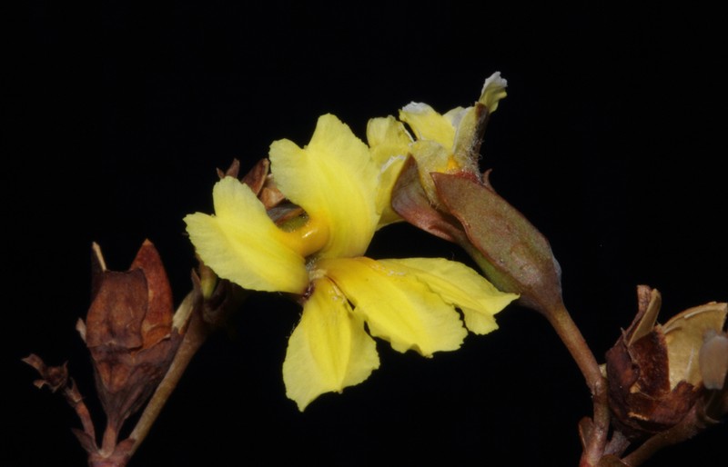 Goodenia discophora photo 4