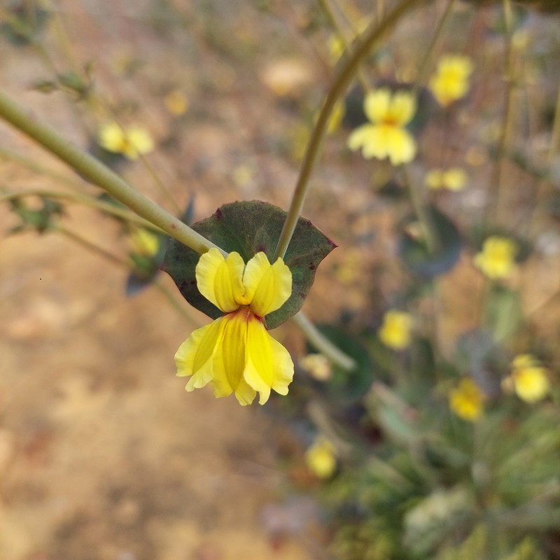 Goodenia discophora photo 5