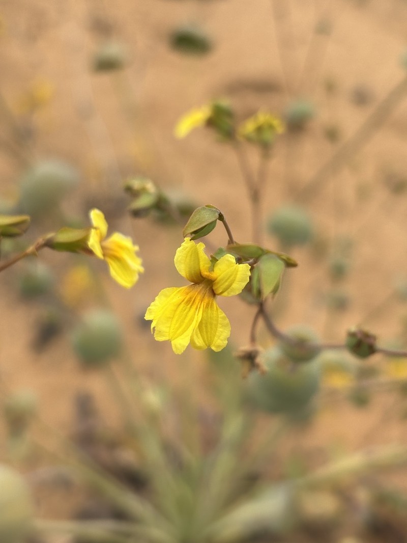 Goodenia discophora photo 6