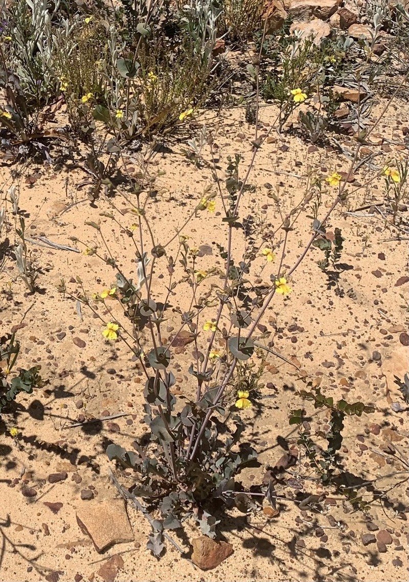 Goodenia discophora photo 7