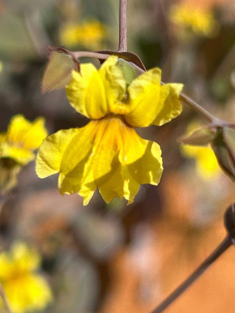 Goodenia discophora photo 8