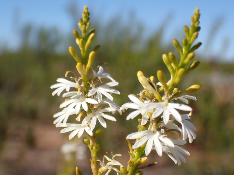 Goodenia drummondii subsp. drummondii