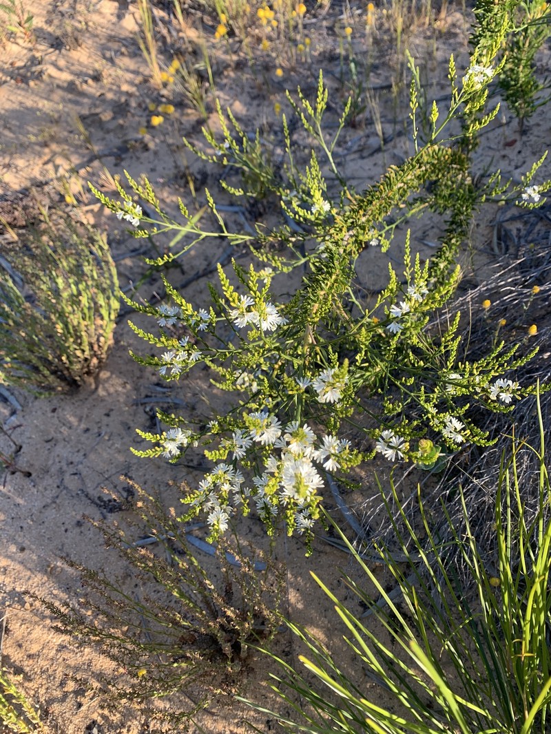 Goodenia drummondii subsp. drummondii photo 2
