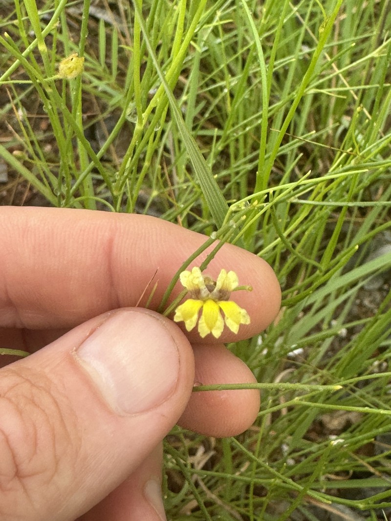 Goodenia effusa photo 2