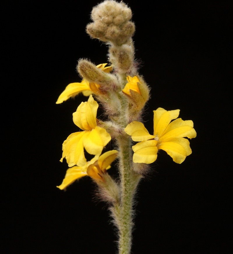 Goodenia etheira photo 2