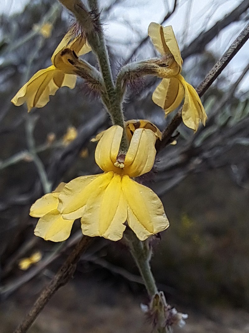 Goodenia etheira photo 3