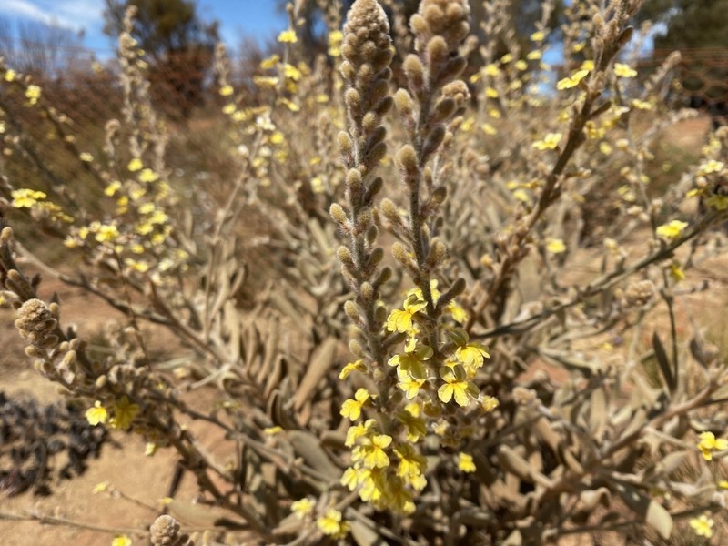 Goodenia etheira photo 4
