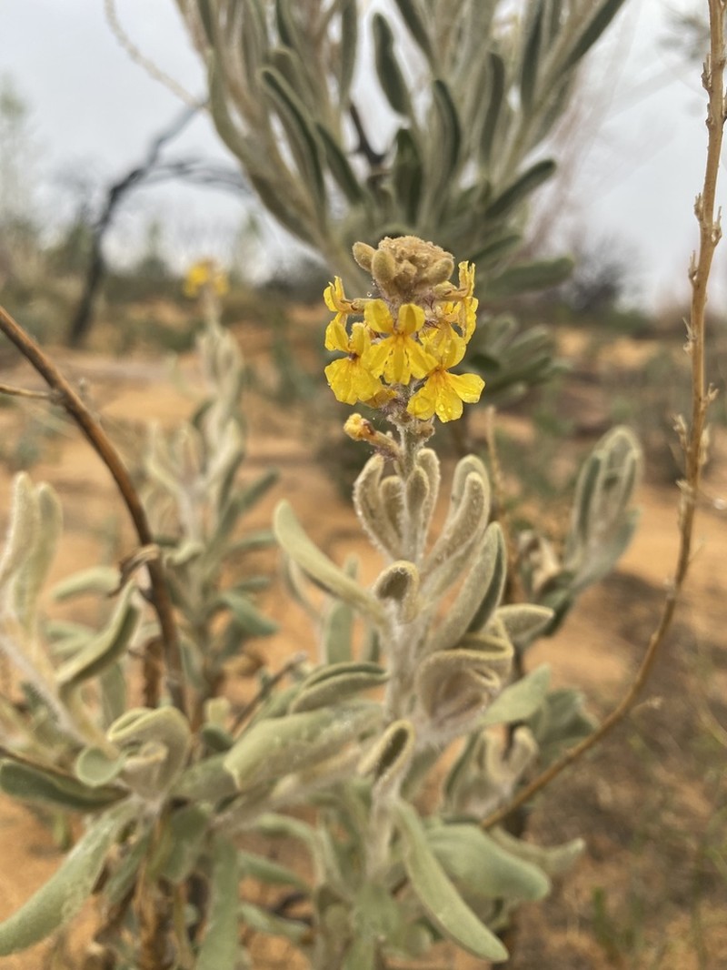 Goodenia etheira photo 5
