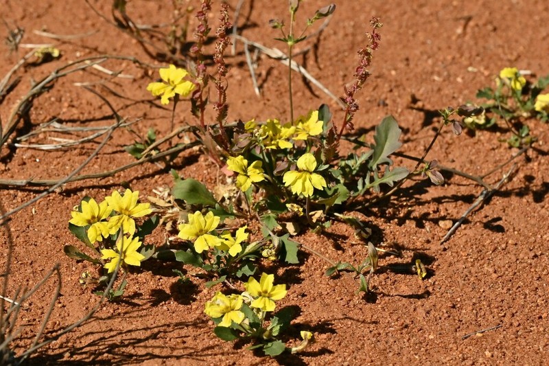 Goodenia glabrata