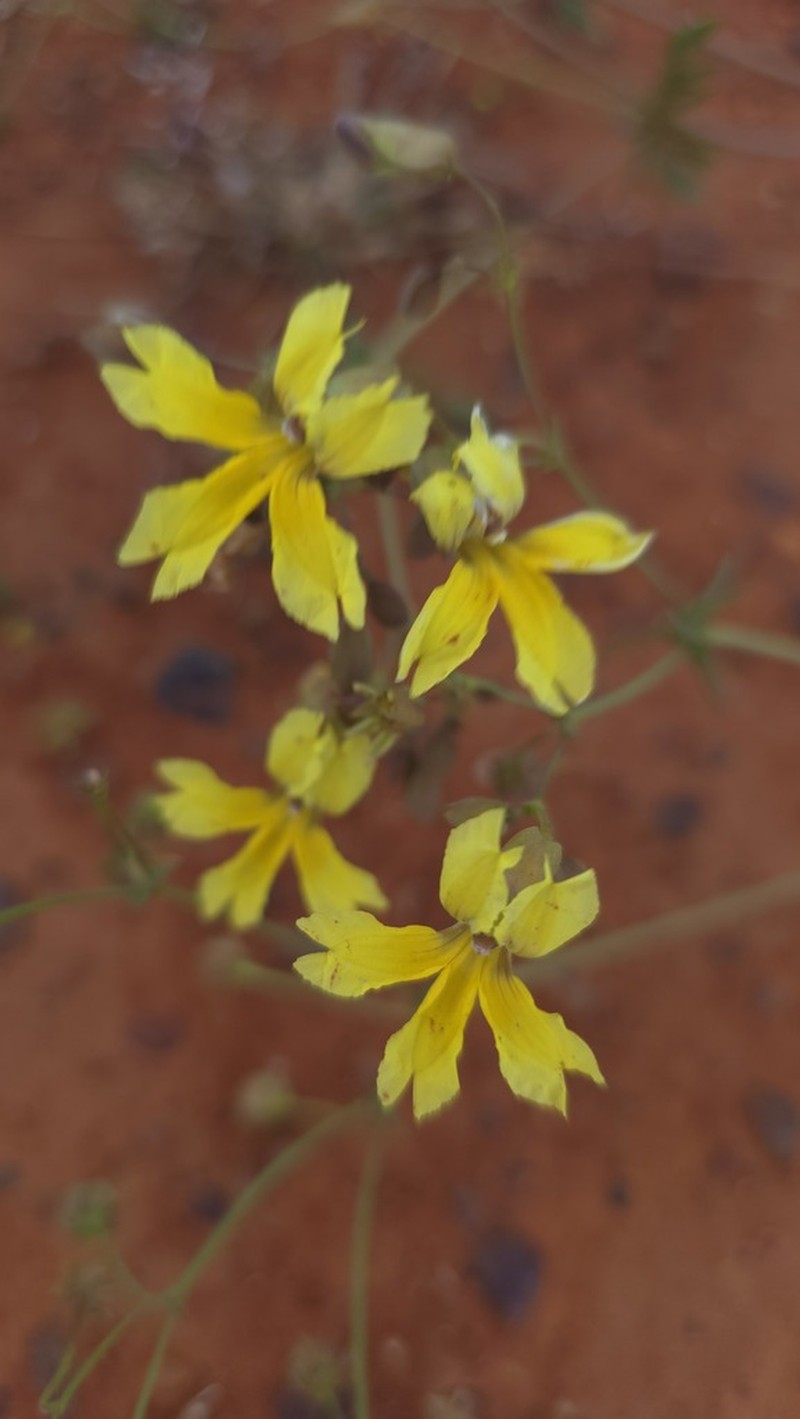 Goodenia glabrata photo 2