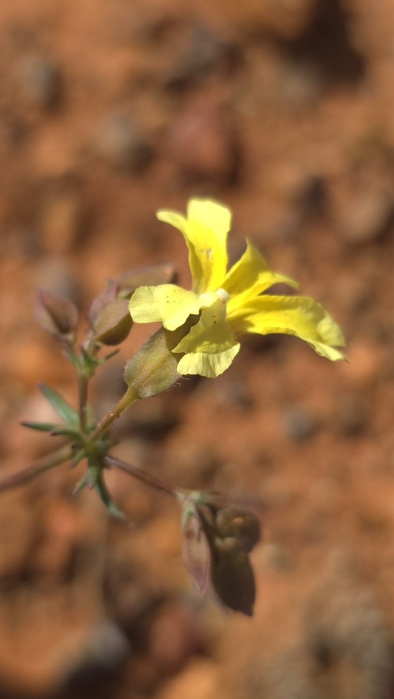 Goodenia glabrata photo 3