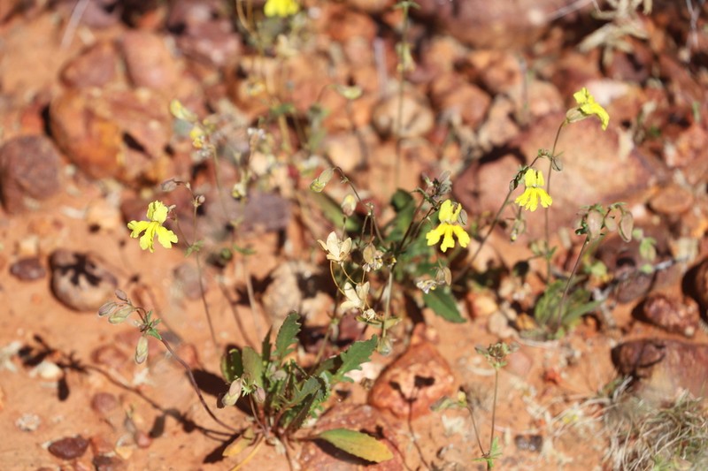 Goodenia glabrata photo 4
