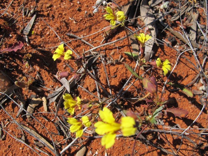 Goodenia glabrata photo 5