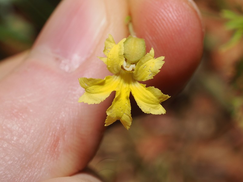 Goodenia glabrata photo 6