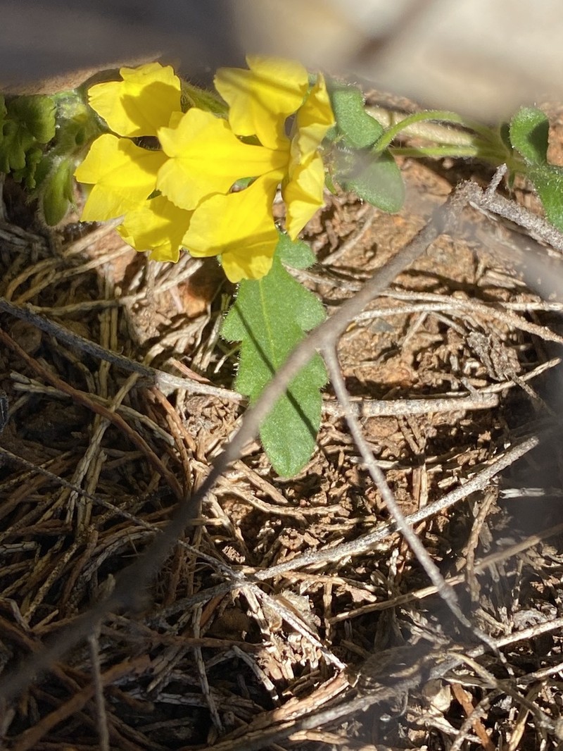 Goodenia glabrata photo 7