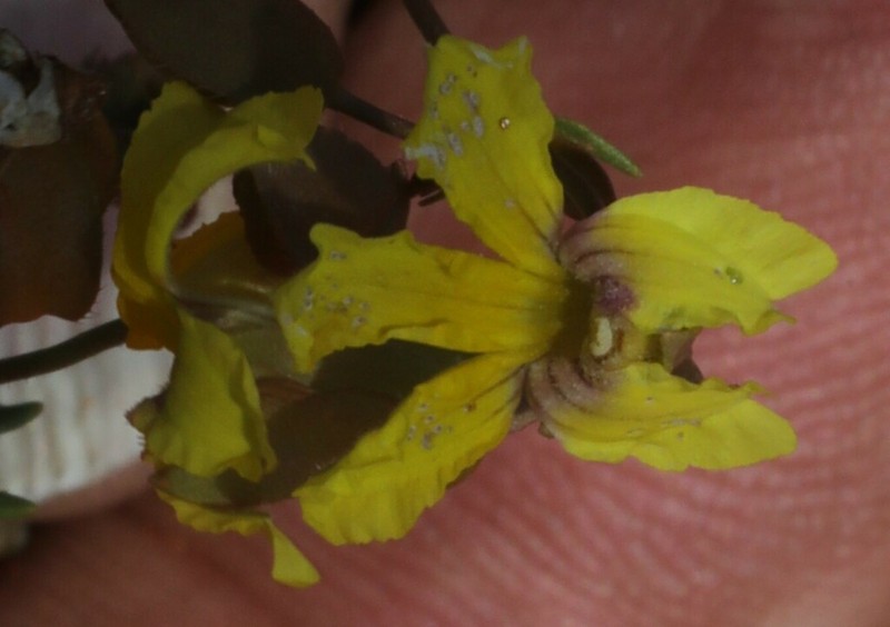 Goodenia glabrata photo 8