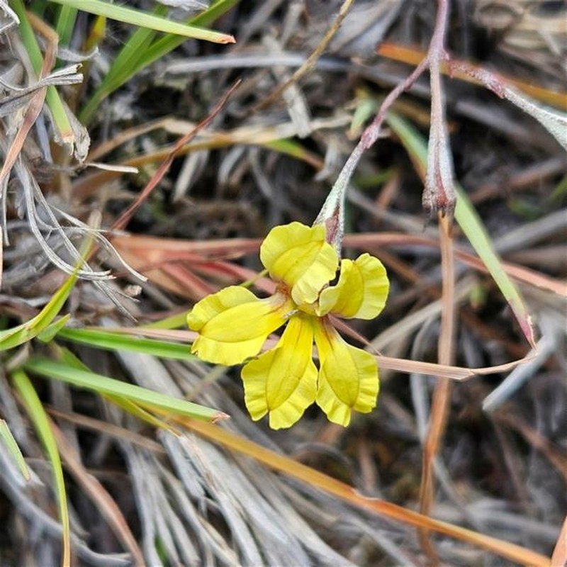 Goodenia hederacea subsp. hederacea